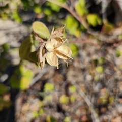 Gossypium davidsonii