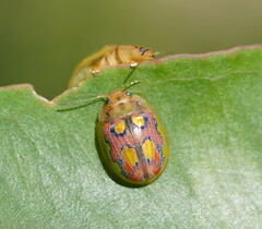 Paropsisterna nobilitata