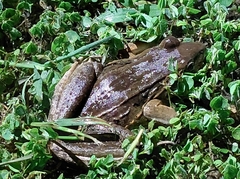 Leptodactylus insularum