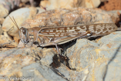 Schistocerca gregaria