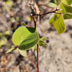 Gossypium davidsonii