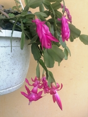 Schlumbergera