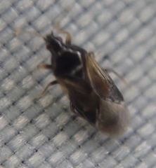 Anthocoridae
