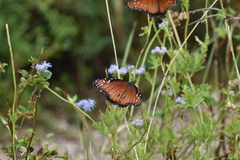 Danaus eresimus