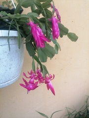Schlumbergera