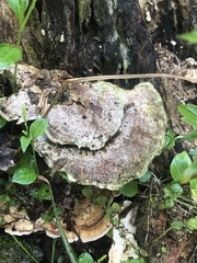 Trametes menziesii