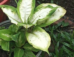 Dieffenbachia