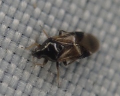 Anthocoridae