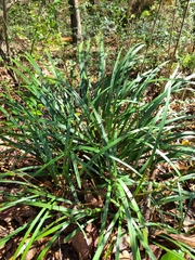 Liriope muscari