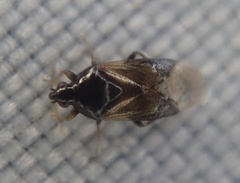 Anthocoridae