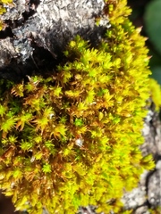 Ulota crispa