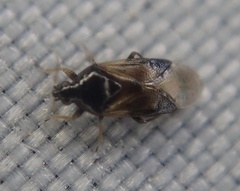 Anthocoridae