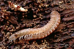 Pseudopolydesmus