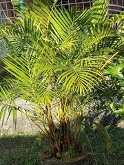 Dypsis lutescens