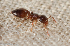 Crematogaster sordidula