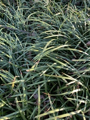 Liriope muscari