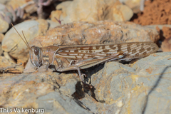 Schistocerca gregaria