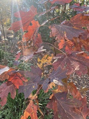Hydrangea quercifolia