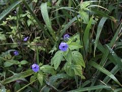Browallia americana