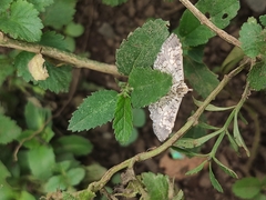Spilomelinae