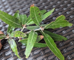 Quercus incana