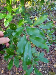 Prunus caroliniana