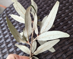 Quercus incana