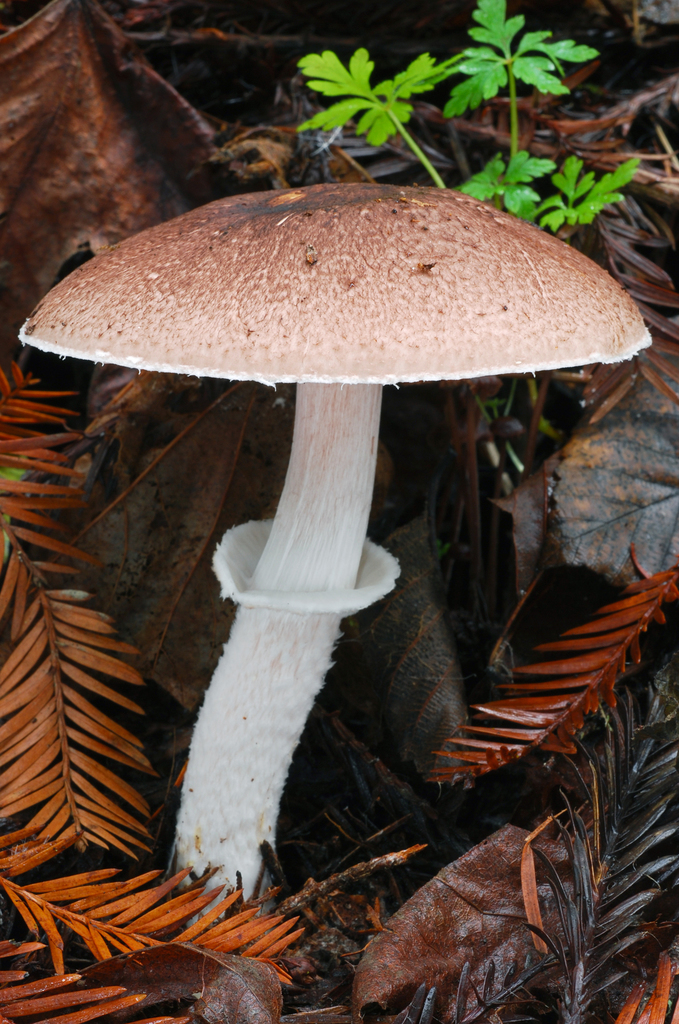 Spissicaules