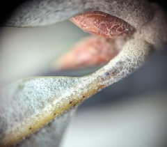 Quercus incana