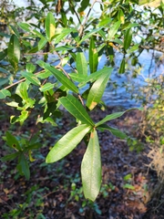 Quercus hemisphaerica
