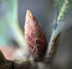 Quercus incana