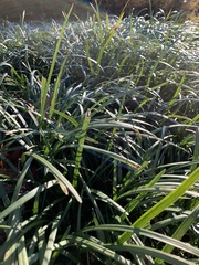 Liriope muscari