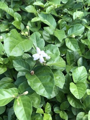 Jasminum sambac