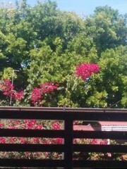 Bougainvillea spectabilis