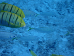 Caranginae