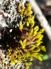 Ulota crispa