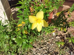 Allamanda cathartica