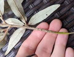 Quercus incana