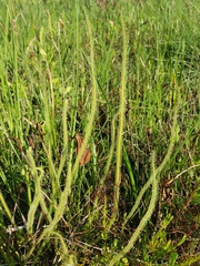 Drosera tracyi