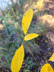 Sassafras albidum