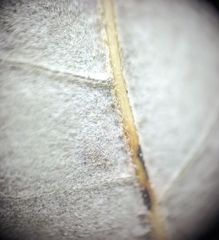 Quercus incana