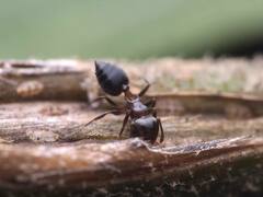 Crematogaster ashmeadi