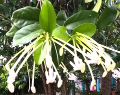 Posoqueria latifolia