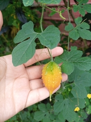 Momordica charantia image