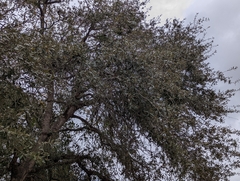 Quercus incana