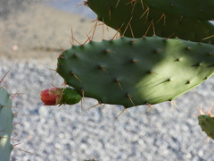 Opuntia elatior