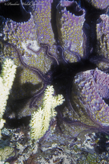 Callyspongia aculeata