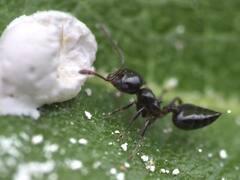 Crematogaster ashmeadi