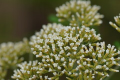 Ozothamnus