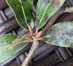 Quercus incana